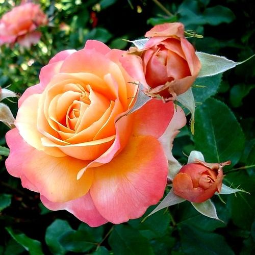 Rosa Frénésie™ - giallo - rosa - rose ibridi di tea